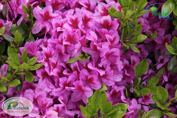 Azalia japońska Peppina